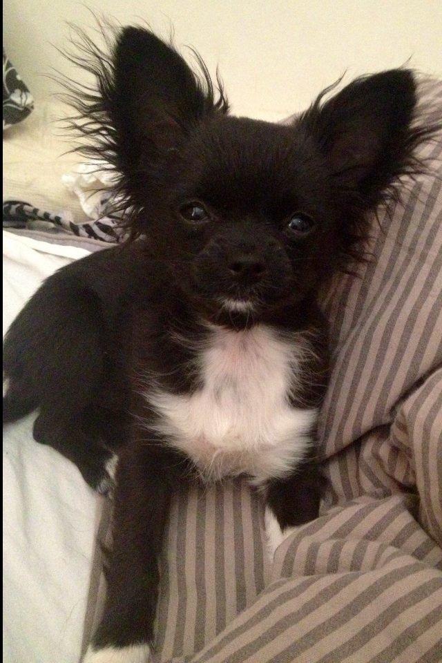 Chihuahua Snookie billede 17