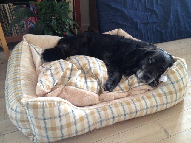 Blanding af racer Balto - Balto og hans nye hundekurv, marts 2013
Foto: Sarah Olsen billede 21