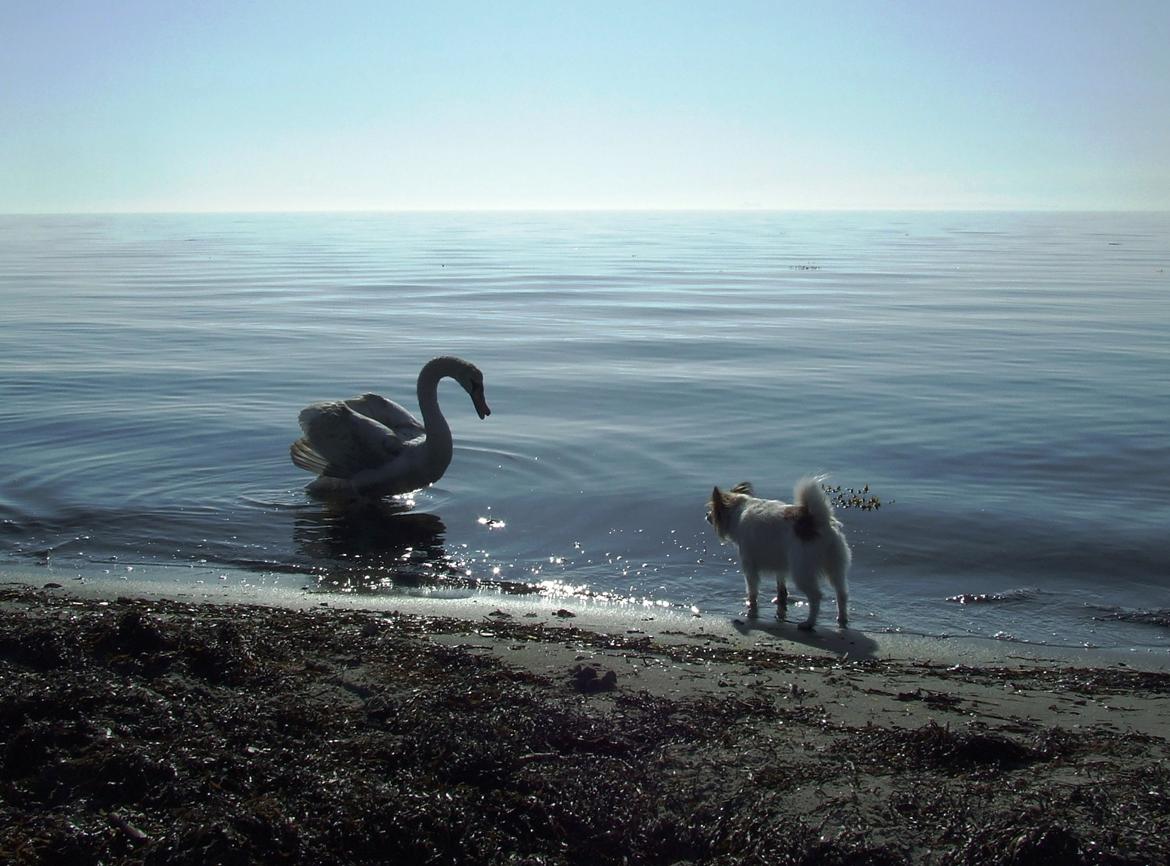 Blanding af racer Tali - Maj 2013 billede 1