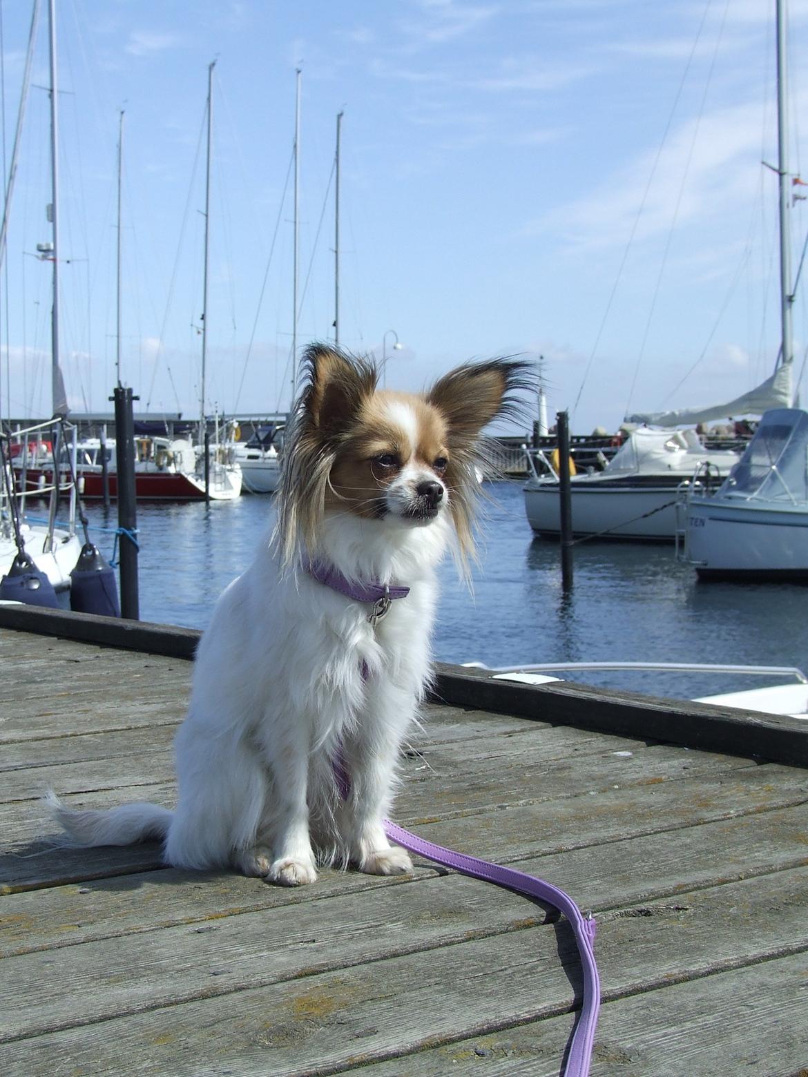 Blanding af racer Tali - Maj 2013 billede 4