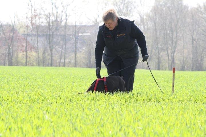 Dobermann Casa di fera Beatrisse billede 15