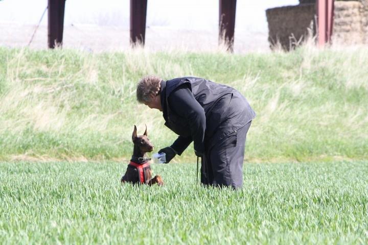 Dobermann Casa di fera Beatrisse billede 16