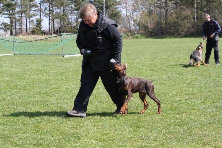 Dobermann Casa di fera Beatrisse billede 17
