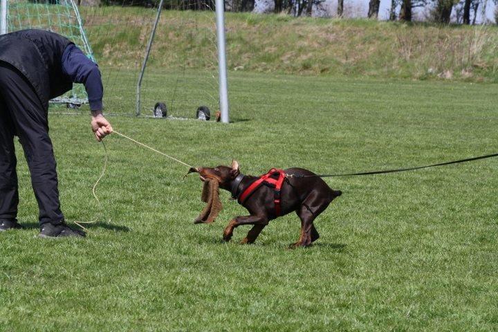Dobermann Casa di fera Beatrisse billede 18