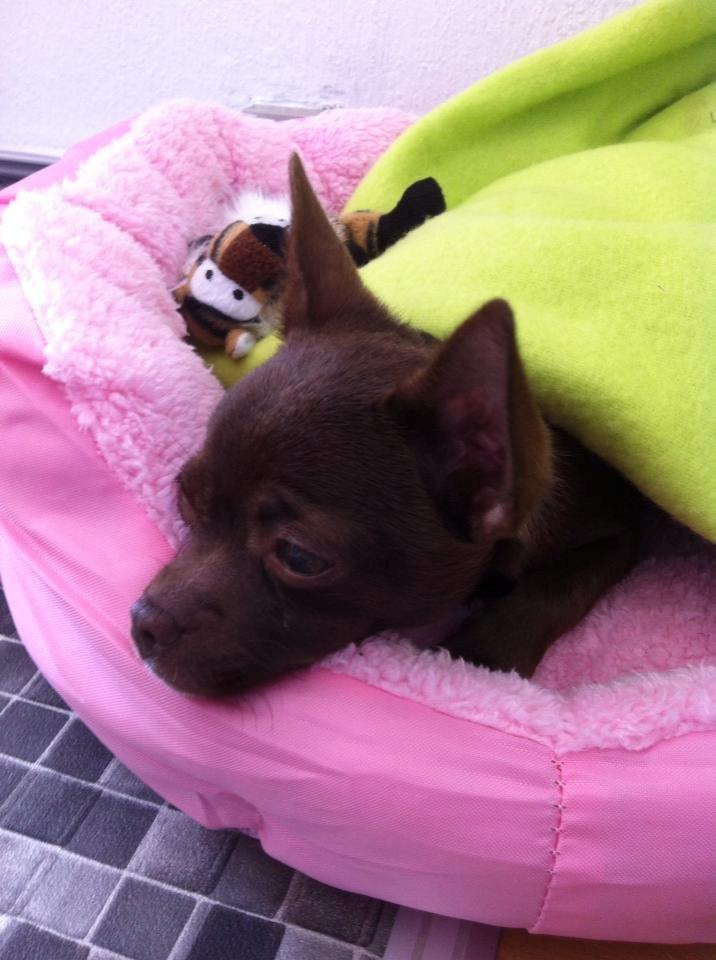 Chihuahua Chicka billede 6