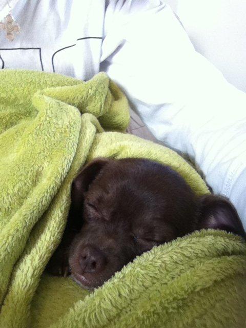 Chihuahua Chicka billede 3