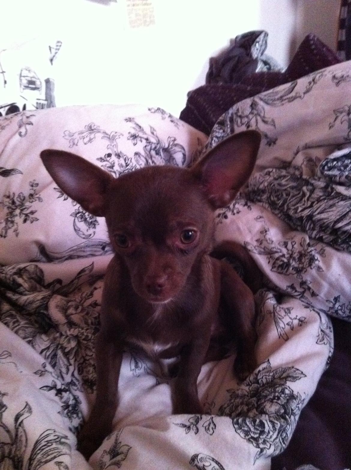 Chihuahua Chicka billede 4