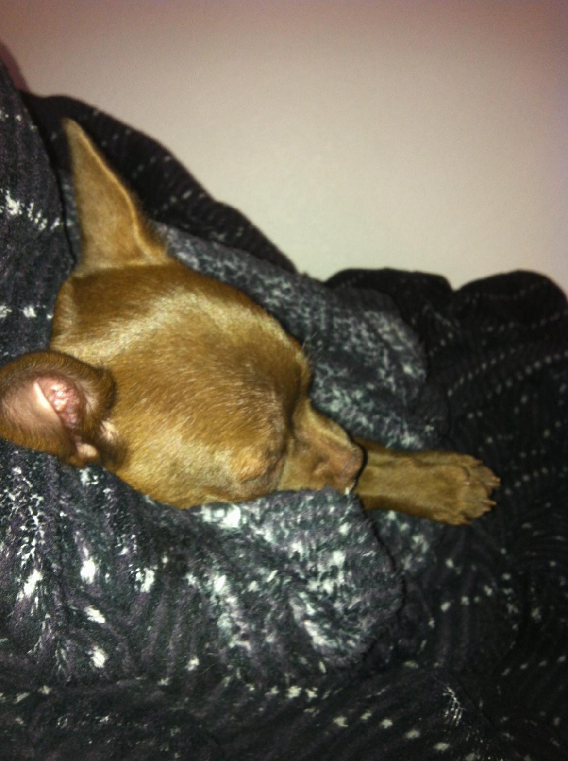 Chihuahua Chicka billede 5