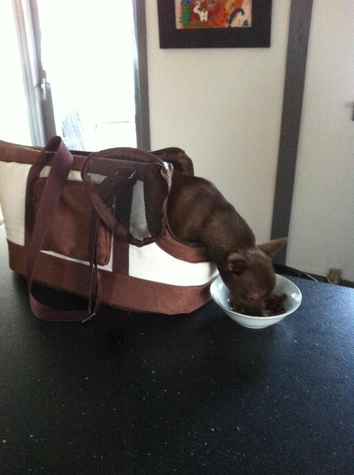 Chihuahua Chicka billede 7