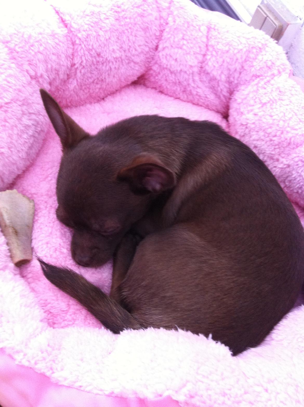 Chihuahua Chicka billede 8