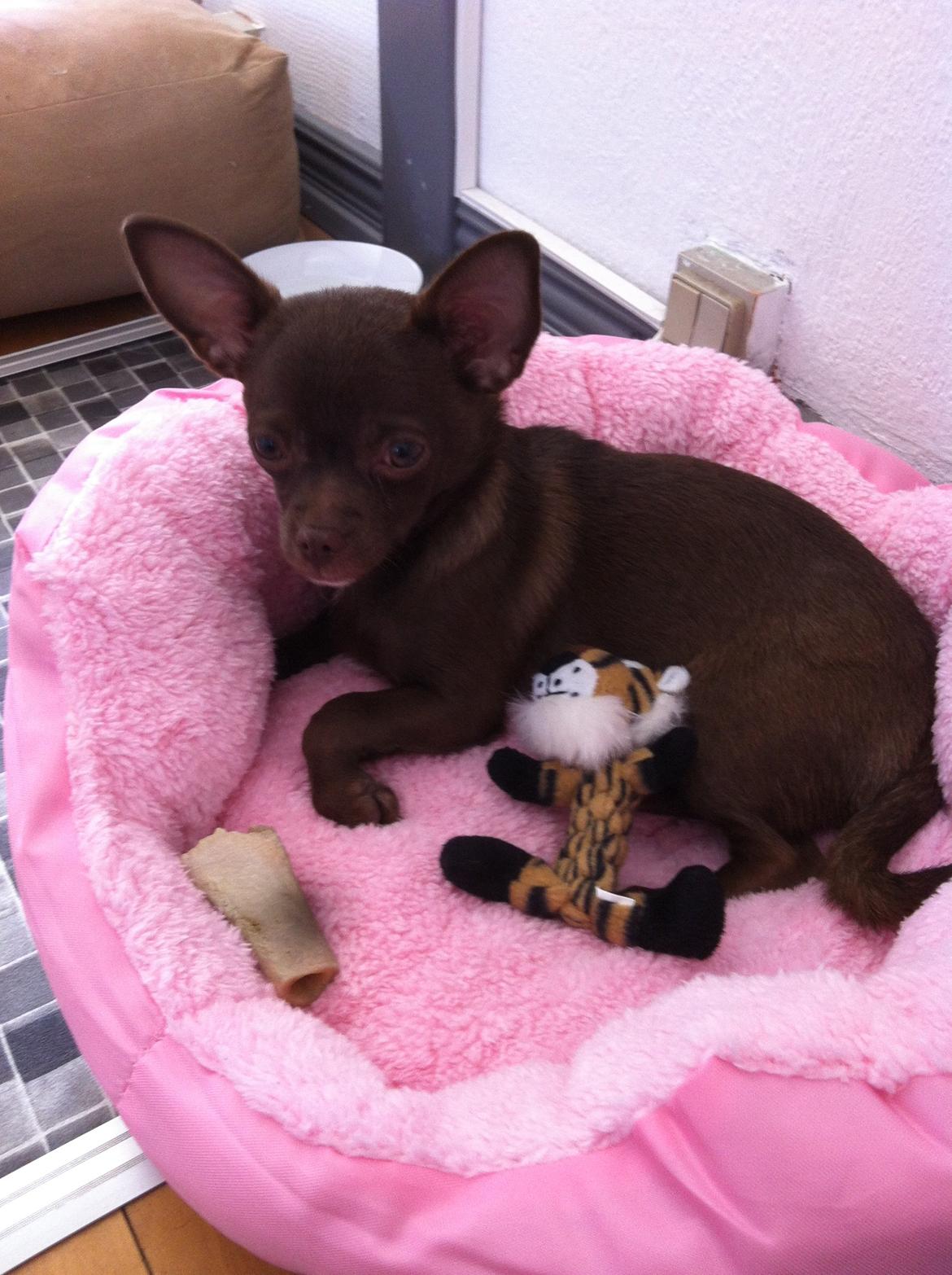 Chihuahua Chicka - Velkommen til Chicka's profil :-) billede 1