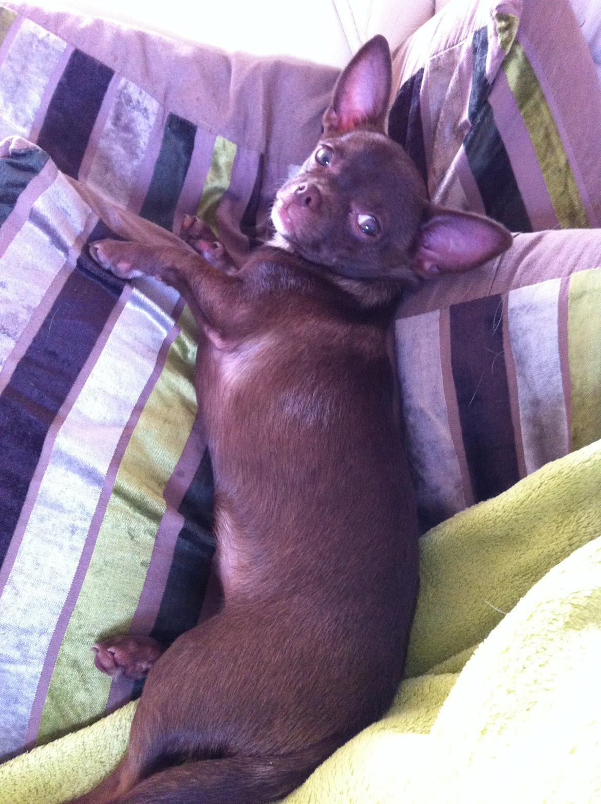 Chihuahua Chicka billede 9