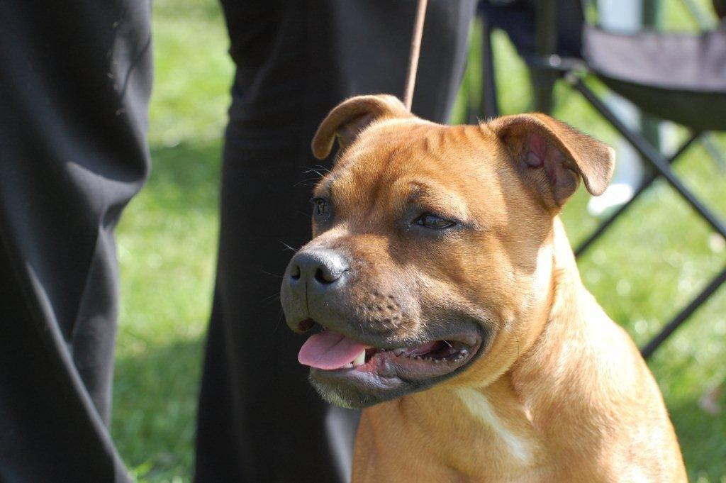 Staffordshire bull terrier Cooper billede 45