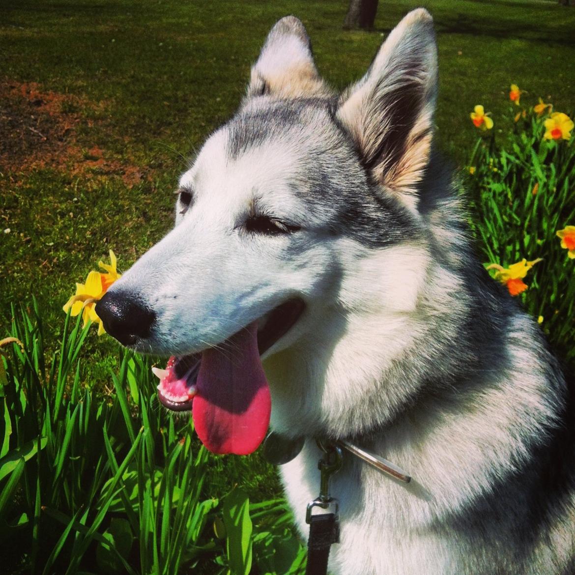 Blanding af racer Aniu billede 23