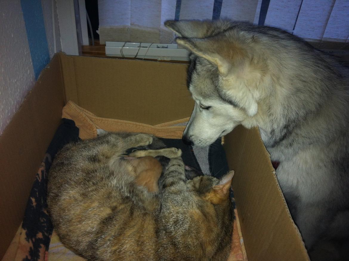 Blanding af racer Aniu billede 21