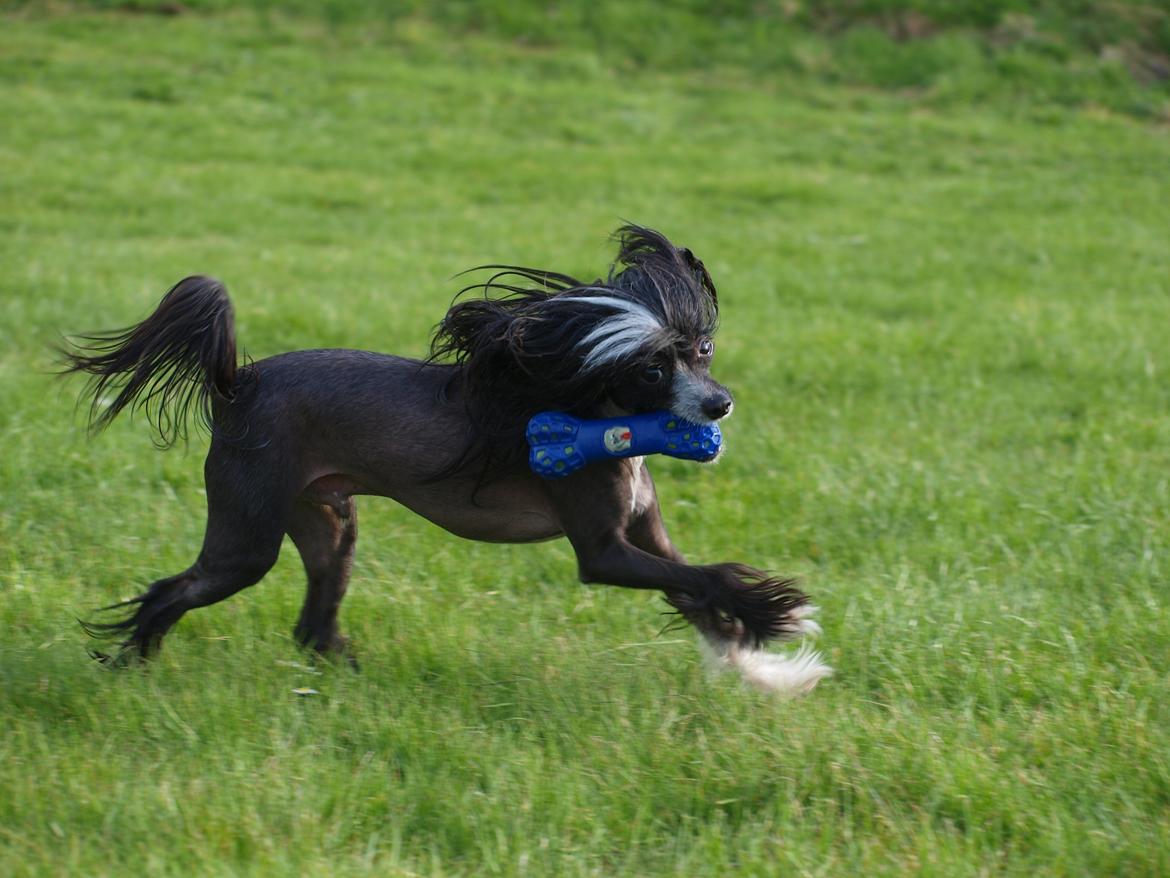 Chinese crested hårløs Misella´s Rex <3 billede 13
