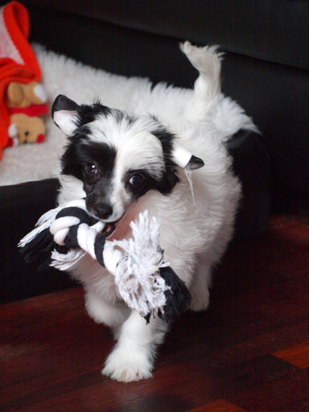 Chinese crested powder puff Solino´s designed by destiny "Milo" <3 billede 3