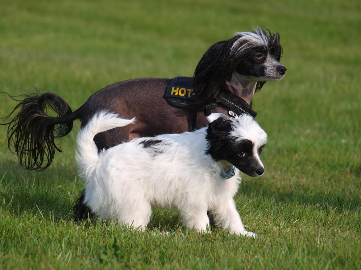 Chinese crested powder puff Solino´s designed by destiny "Milo" <3 billede 4