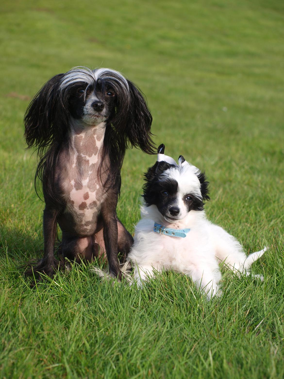 Chinese crested powder puff Solino´s designed by destiny "Milo" <3 billede 5
