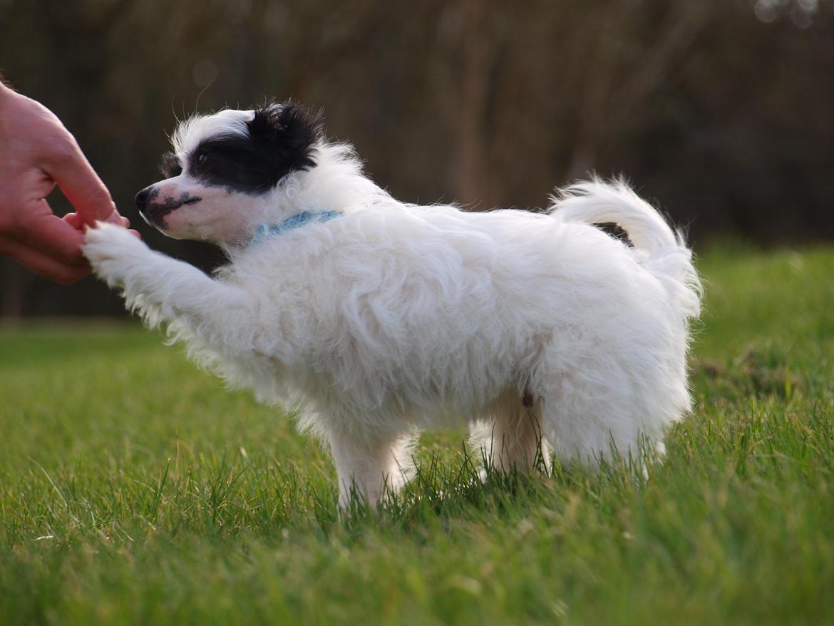 Chinese crested powder puff Solino´s designed by destiny "Milo" <3 billede 2