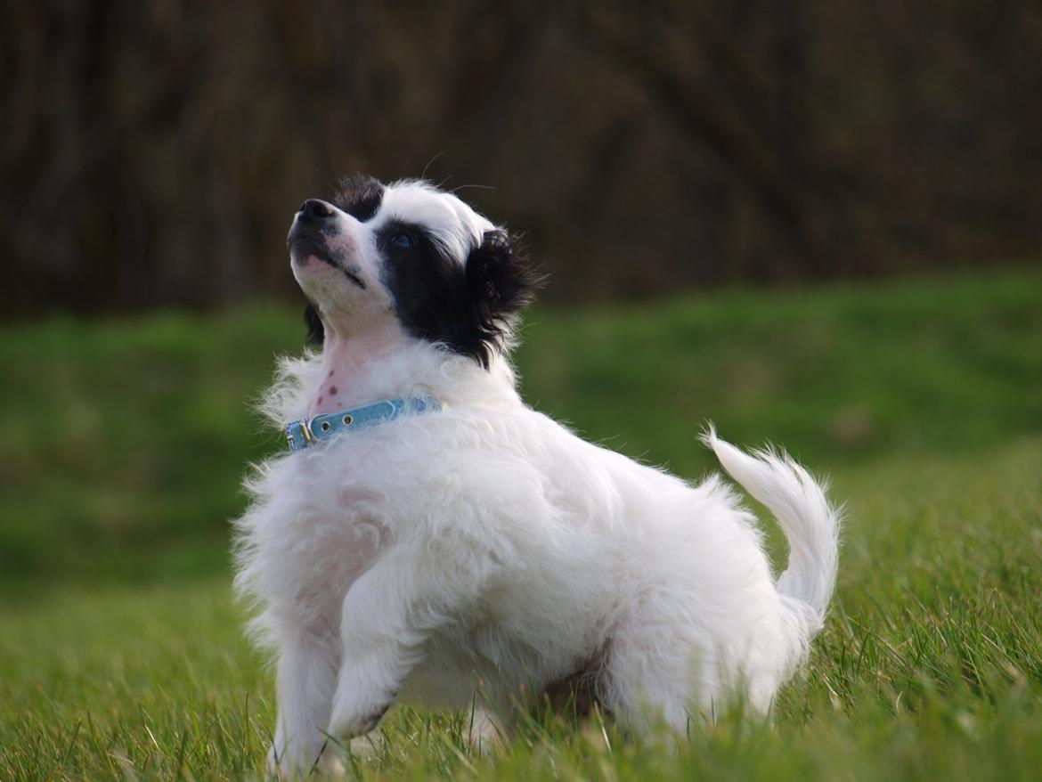 Chinese crested powder puff Solino´s designed by destiny "Milo" <3 billede 6