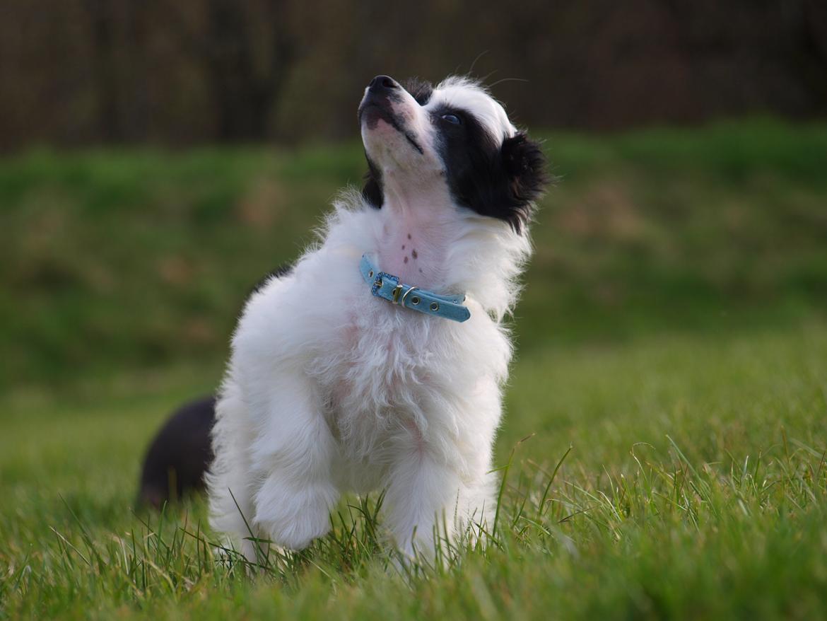 Chinese crested powder puff Solino´s designed by destiny "Milo" <3 billede 7