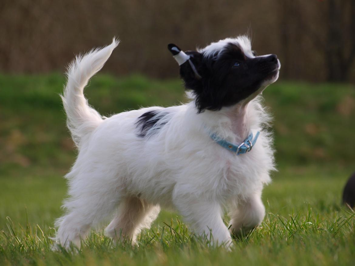 Chinese crested powder puff Solino´s designed by destiny "Milo" <3 billede 8