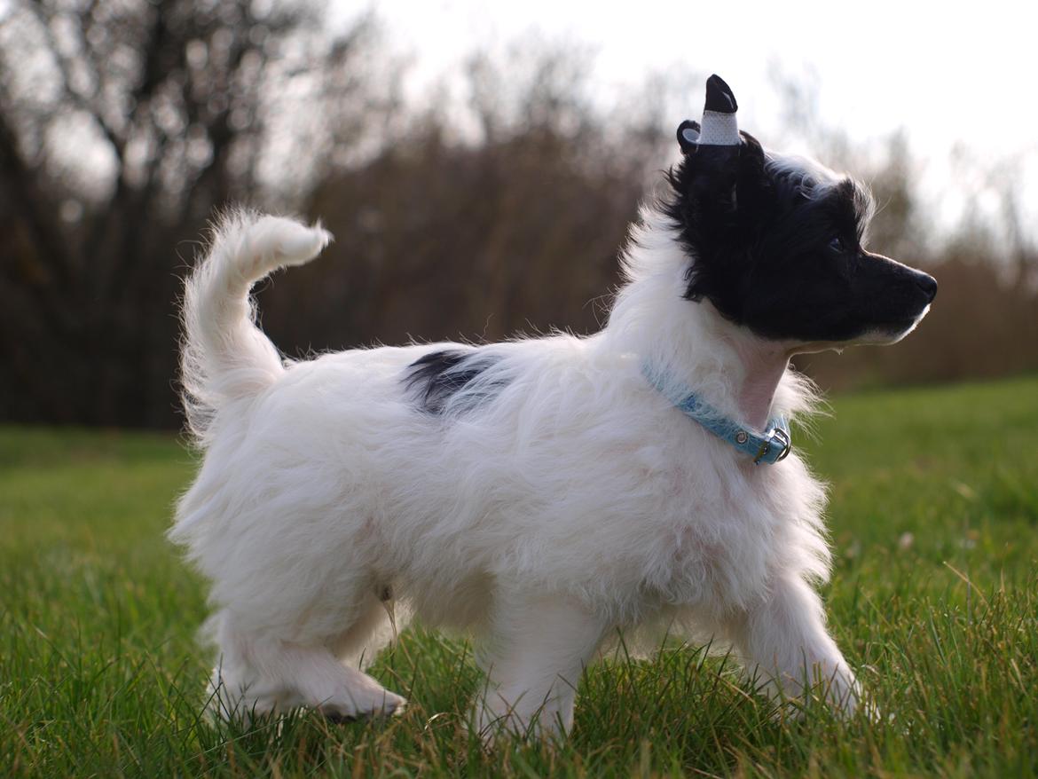 Chinese crested powder puff Solino´s designed by destiny "Milo" <3 billede 9