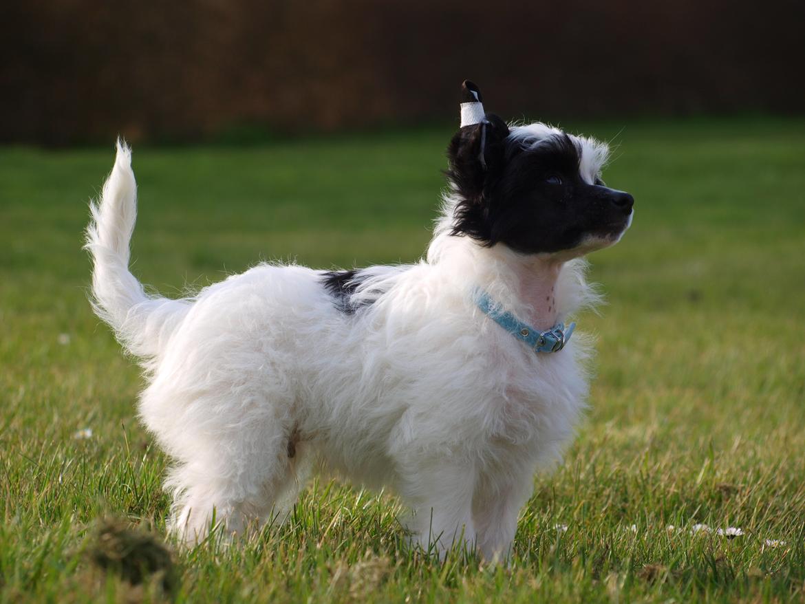 Chinese crested powder puff Solino´s designed by destiny "Milo" <3 billede 10