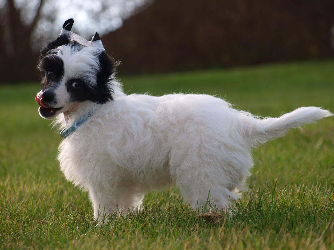 Chinese crested powder puff Solino´s designed by destiny "Milo" <3 billede 11