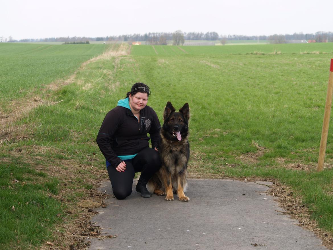 Schæferhund Defender billede 1