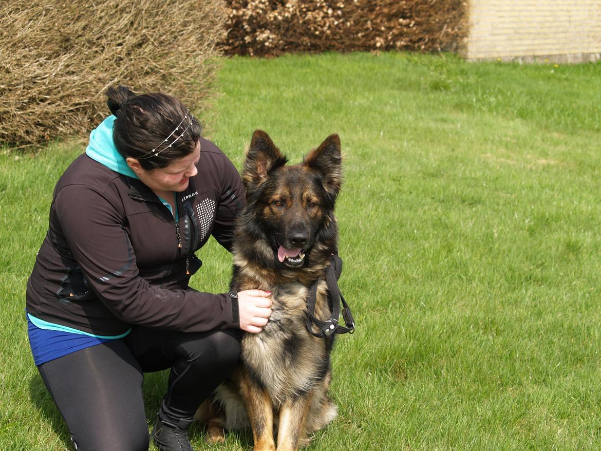 Schæferhund Defender billede 2