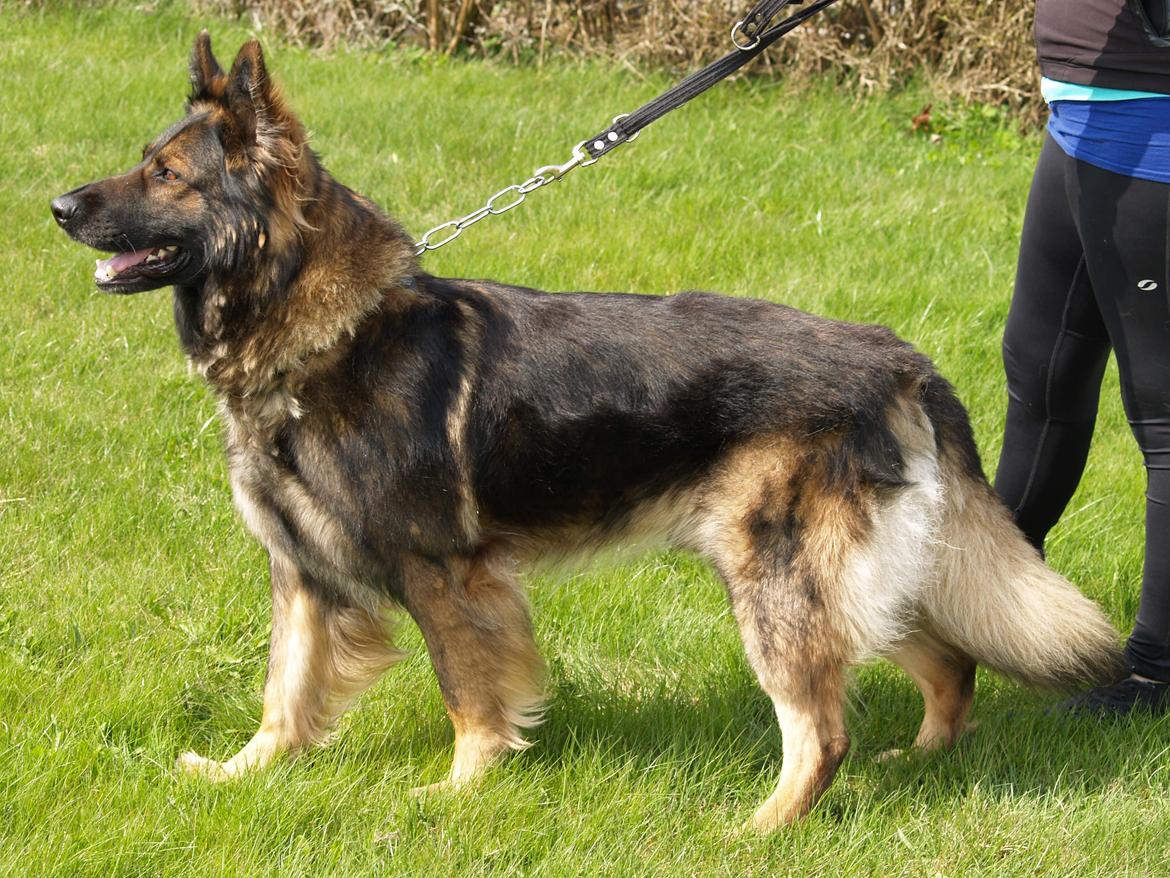 Schæferhund Defender billede 3