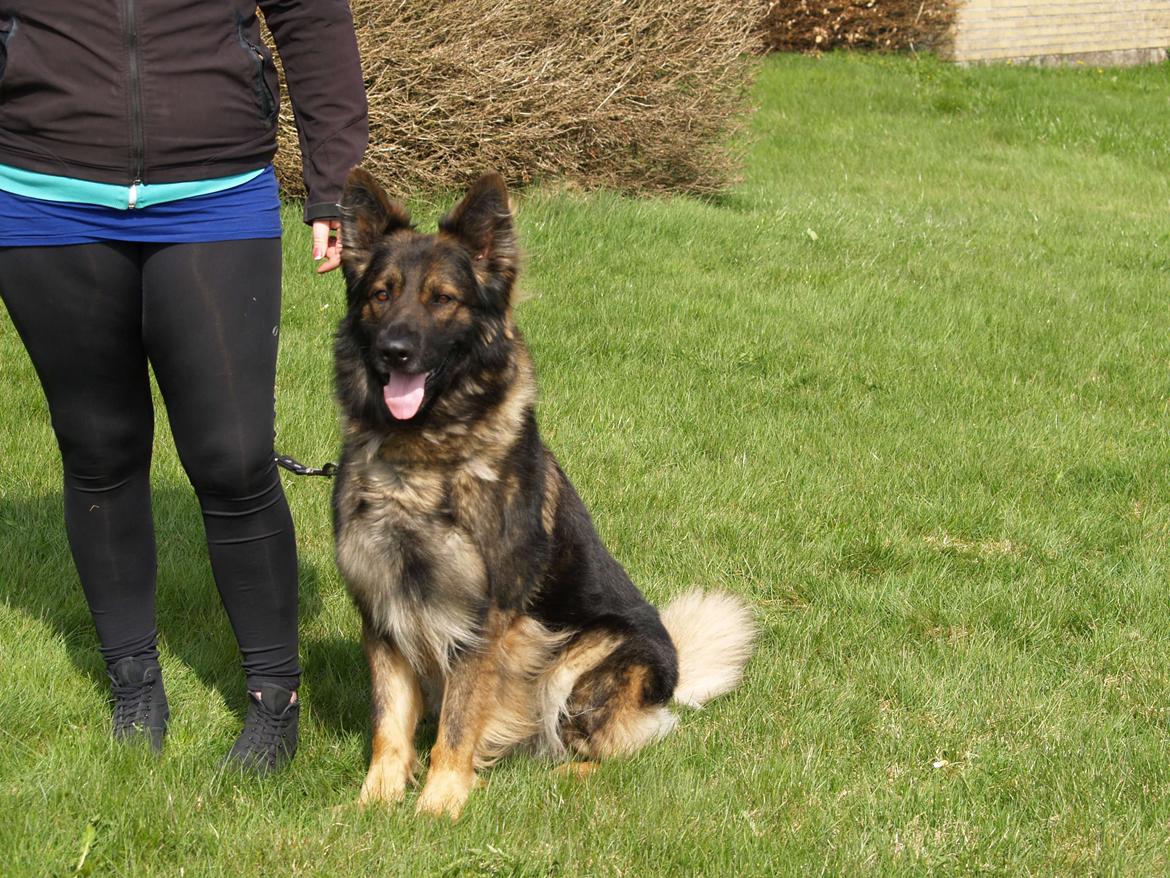 Schæferhund Defender billede 4