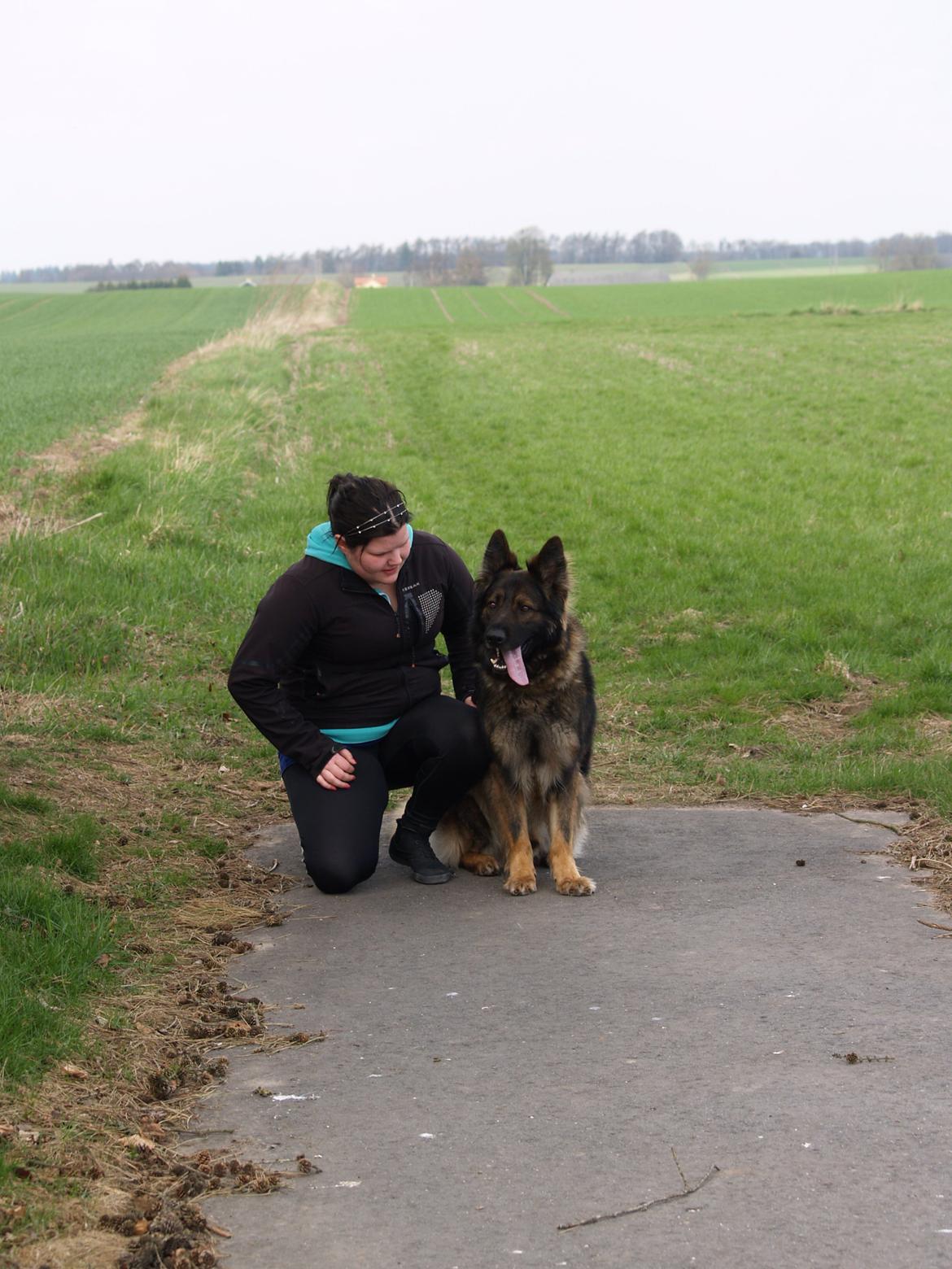Schæferhund Defender billede 5