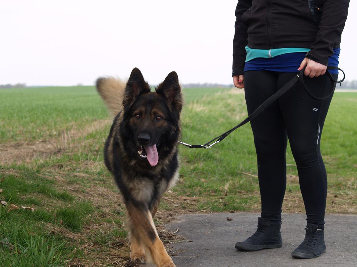 Schæferhund Defender billede 6