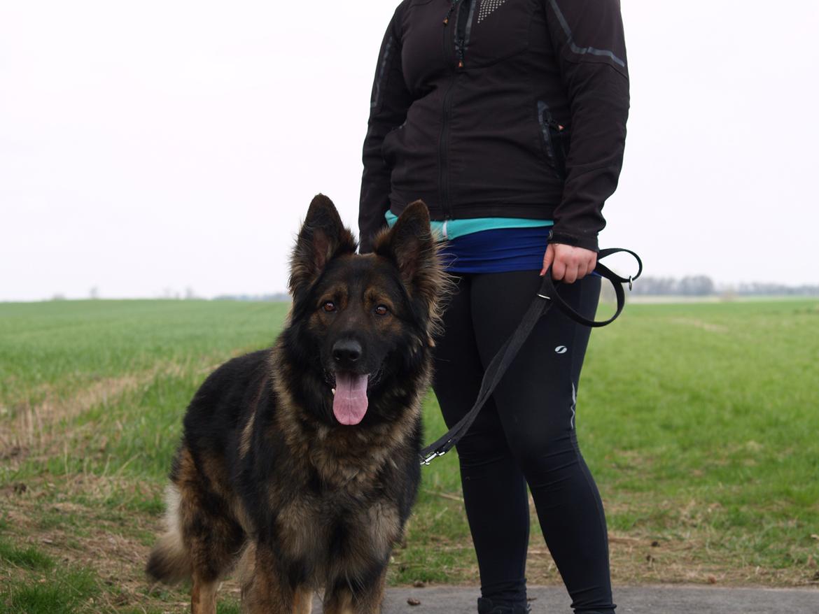 Schæferhund Defender billede 7