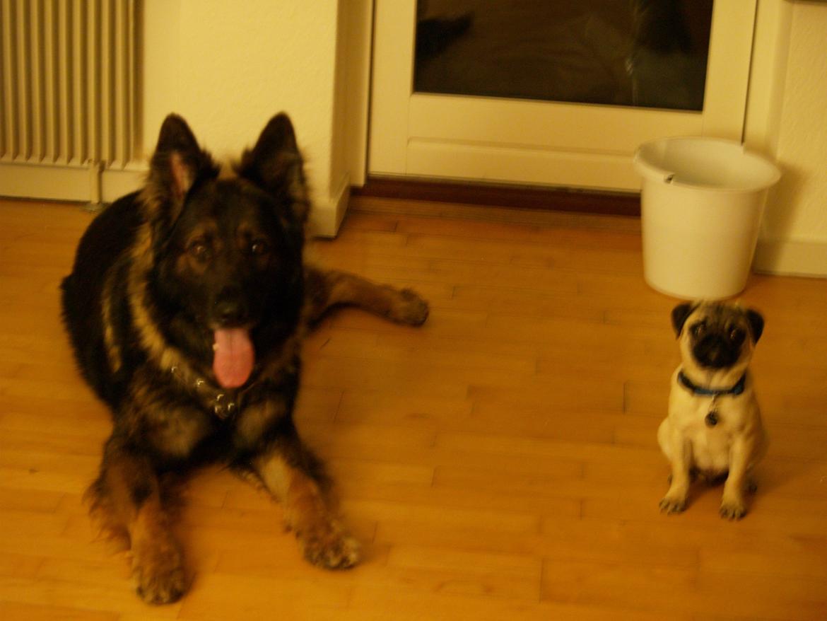 Schæferhund Defender billede 8