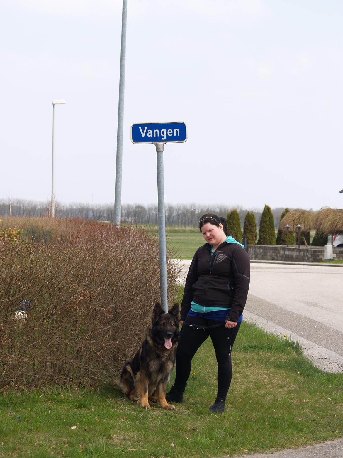 Schæferhund Defender billede 9