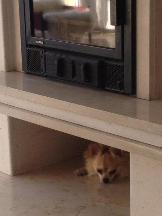 Chihuahua "Big" Mac billede 14