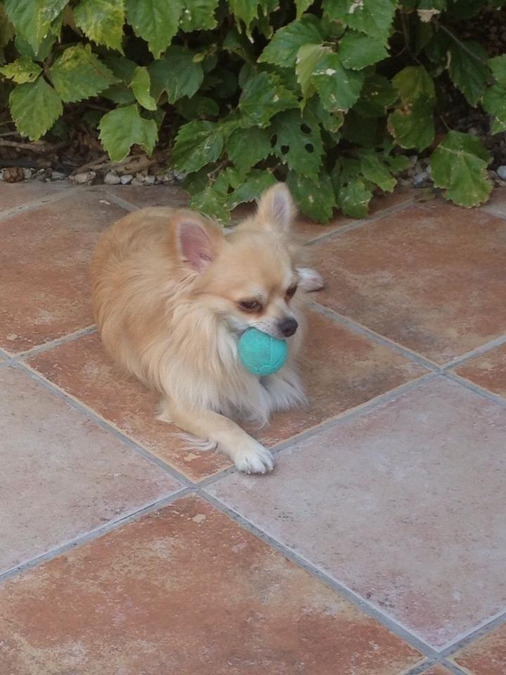 Chihuahua "Big" Mac billede 15