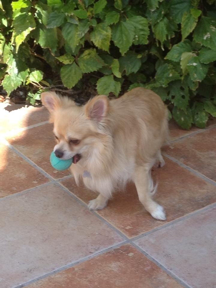 Chihuahua "Big" Mac billede 16