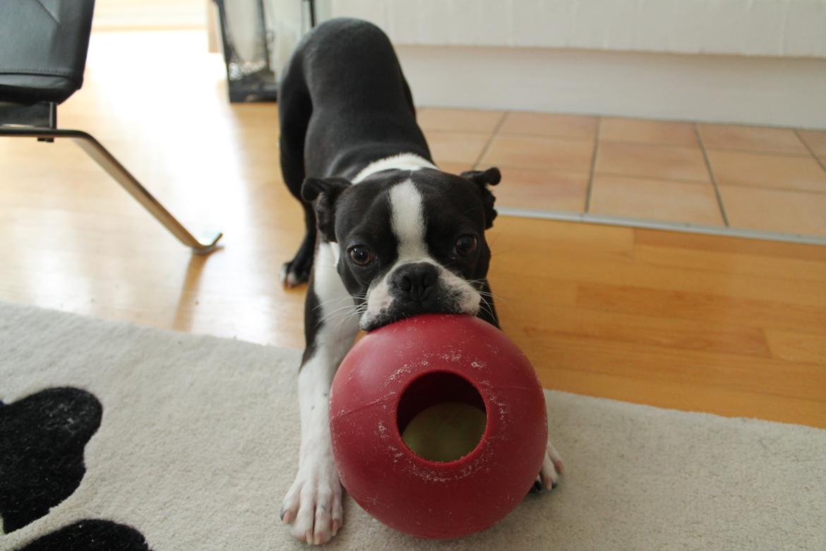 Boston terrier Tyson [Himmelhund] billede 2