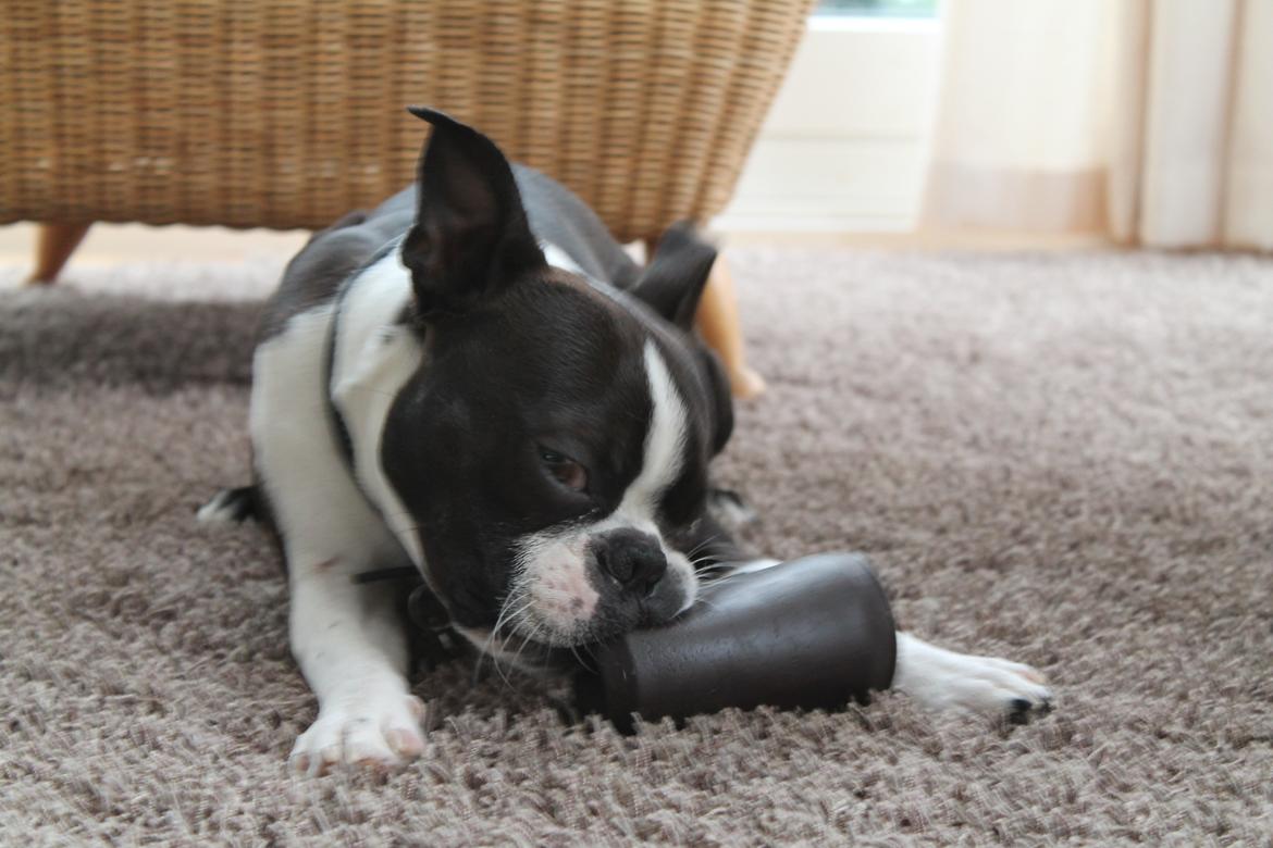 Boston terrier Tyson [Himmelhund] billede 3