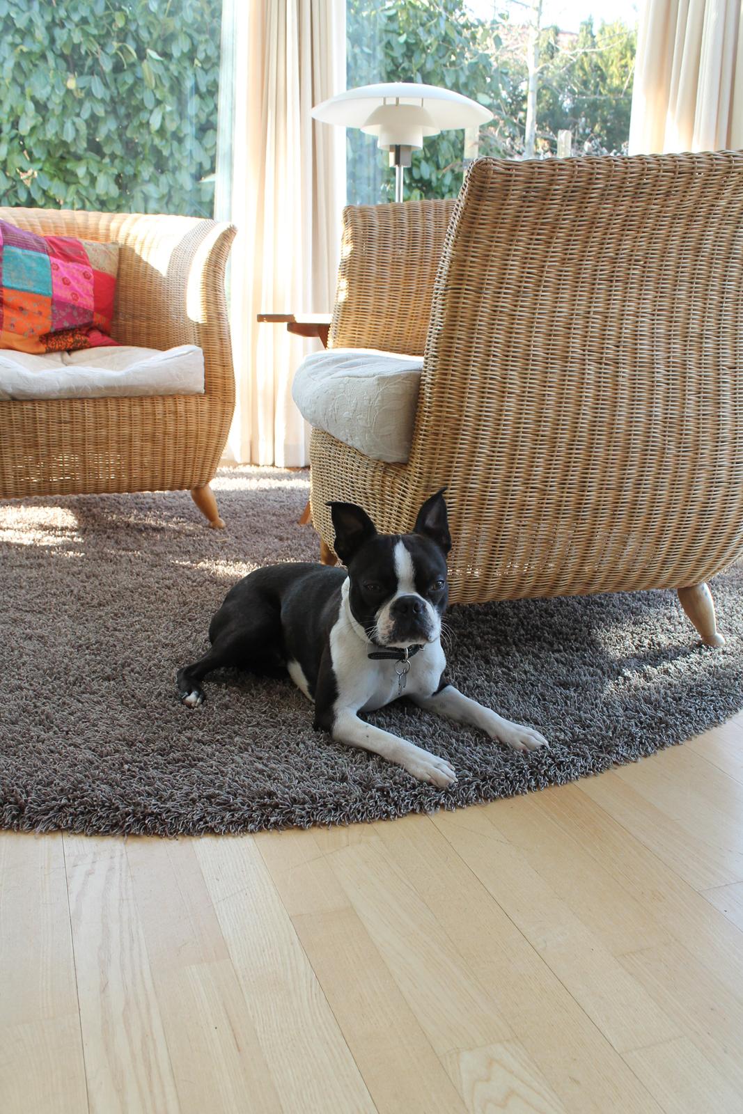 Boston terrier Tyson [Himmelhund] billede 4