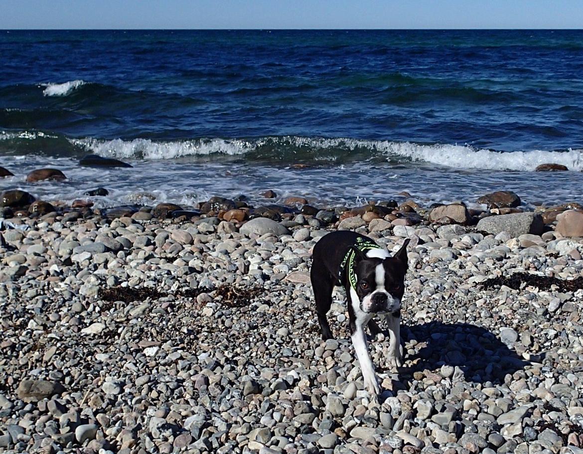 Boston terrier Tyson [Himmelhund] billede 5