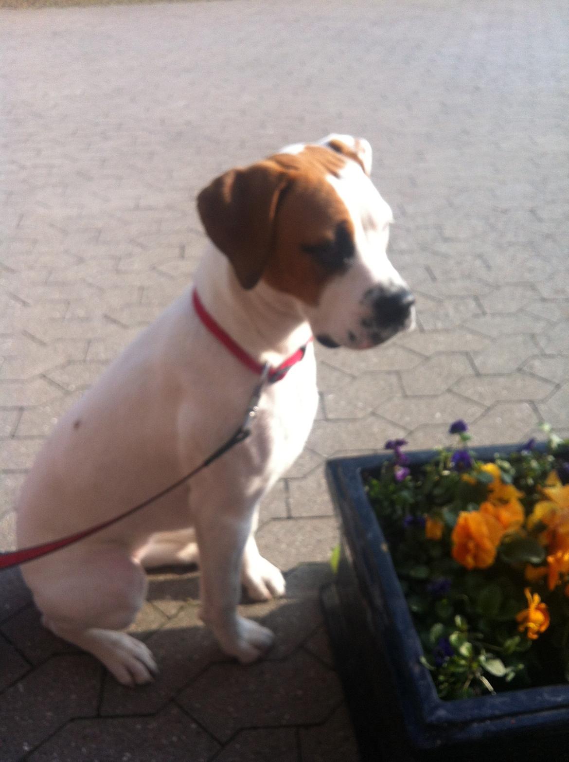 Blanding af racer Ziggi blanding af boxer og rotweiler billede 2