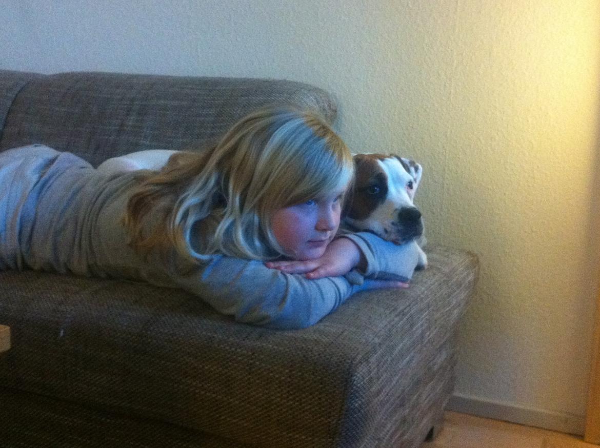 Blanding af racer Ziggi blanding af boxer og rotweiler billede 3