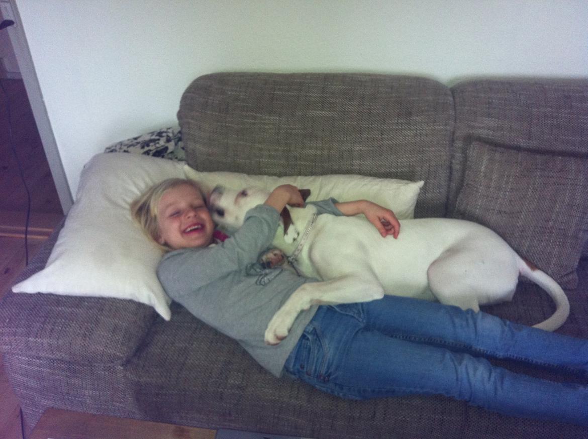 Blanding af racer Ziggi blanding af boxer og rotweiler billede 4