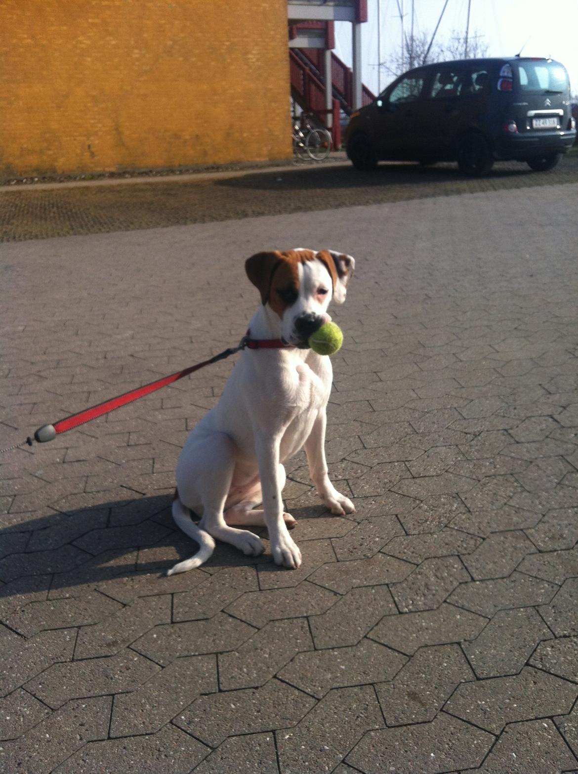 Blanding af racer Ziggi blanding af boxer og rotweiler billede 5